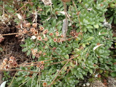 Androsace capitata