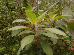 Fuchsia boliviana