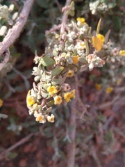Buddleja mendozensis