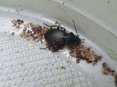 Licinus depressus
