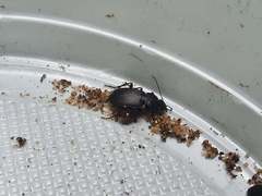 Licinus depressus