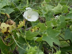 Calystegia purpurata
