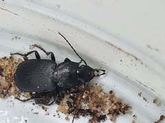 Licinus depressus