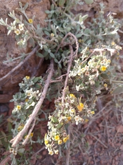 Buddleja mendozensis
