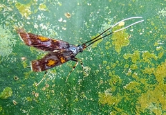 Tiriza leucotella