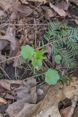 Cardamine douglassii