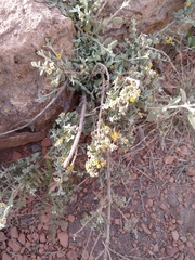 Buddleja mendozensis