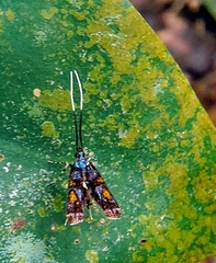 Tiriza leucotella