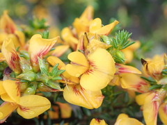 Pultenaea graveolens