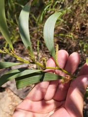 Acacia calyculata