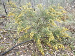 Pultenaea graveolens