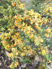 Pultenaea graveolens