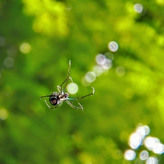 Leucauge argentina
