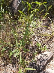 Acacia calyculata