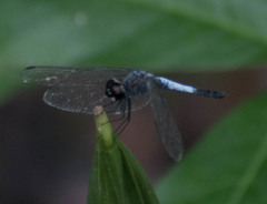 Brachydiplax