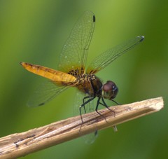 Aethriamanta brevipennis
