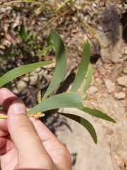 Acacia calyculata