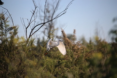 Egretta thula
