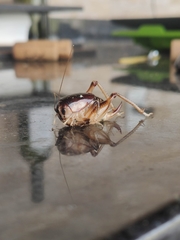 Apotetamenus clipeatus