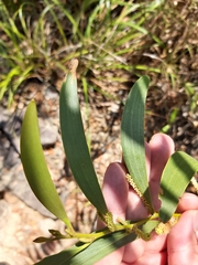 Acacia calyculata