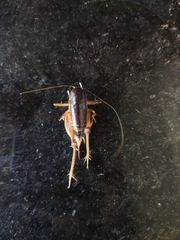 Apotetamenus clipeatus