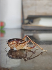 Apotetamenus clipeatus