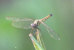 Brachydiplax farinosa