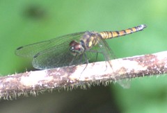Brachydiplax