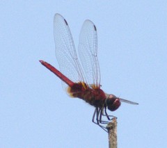 Urothemis signata