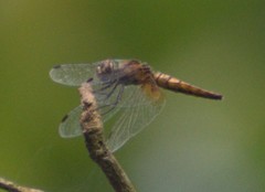 Aethriamanta brevipennis