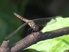 Brachydiplax farinosa