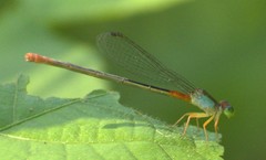 Ceriagrion cerinorubellum