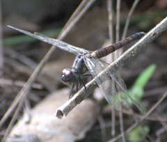 Brachydiplax