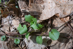 Cardamine douglassii