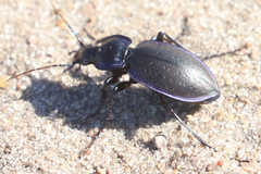 Carabus sylvosus