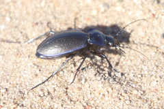 Carabus sylvosus