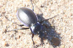 Carabus sylvosus