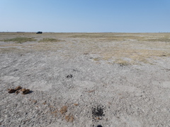 Connochaetes taurinus taurinus