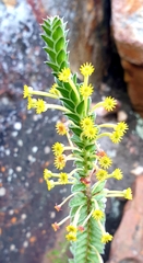 Struthiola argentea