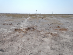 Connochaetes taurinus taurinus