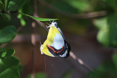 Delias aestiva