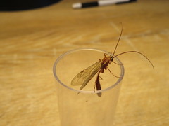 Ophion obscuratus