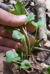 Cardamine douglassii