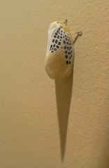 Poekilloptera phalaenoides