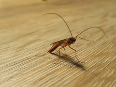 Ophion obscuratus