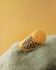 Poekilloptera phalaenoides