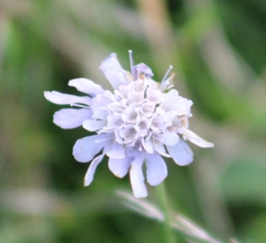 Scabiosa columbaria
