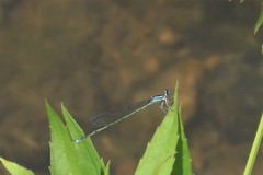 Enallagma exsulans
