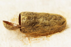 Gilpinia polytoma