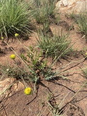 Lasiosiphon sericocephalus